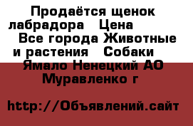 Продаётся щенок лабрадора › Цена ­ 30 000 - Все города Животные и растения » Собаки   . Ямало-Ненецкий АО,Муравленко г.